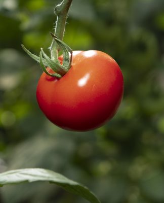 Mit dem Verzehr dieser fünf Gemüsesorten in diesem Herbst können Sie Ihre Gesundheit und unseren Planeten schützen