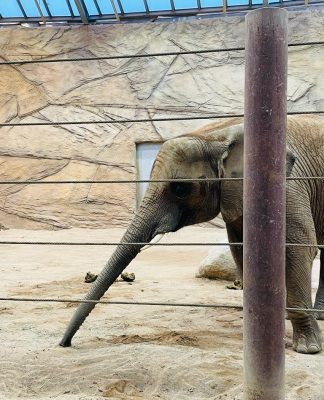 Elefant im Opel-Zoo