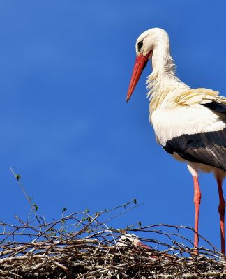 Zuckerfrei essen! Und was der Storch damit zu tun hat