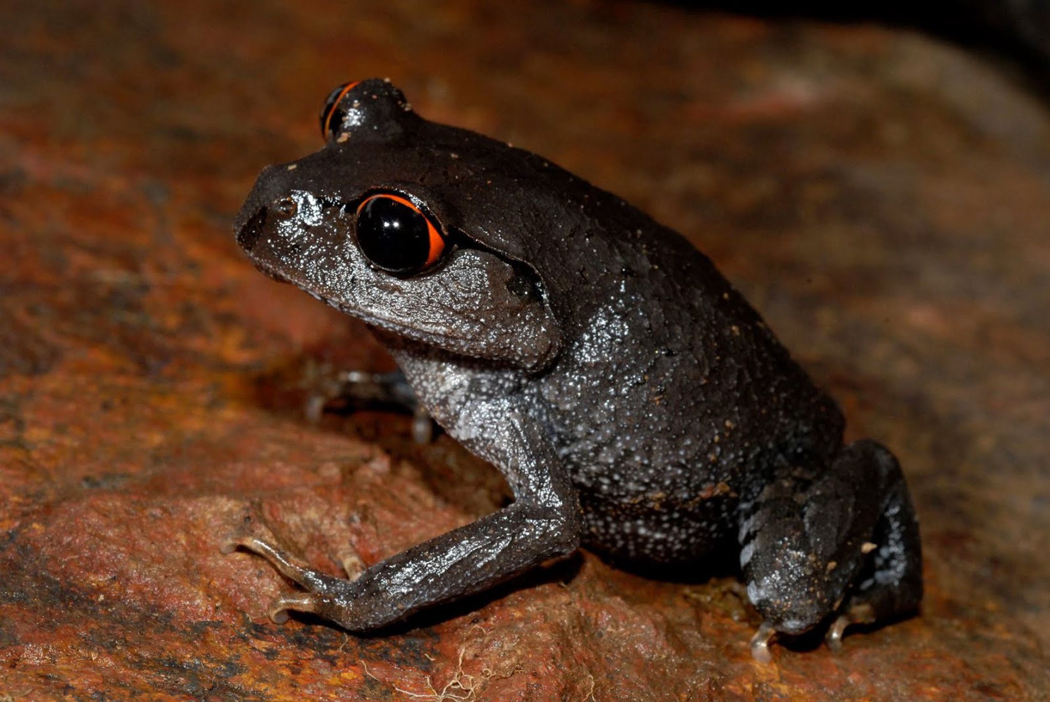 Frosch