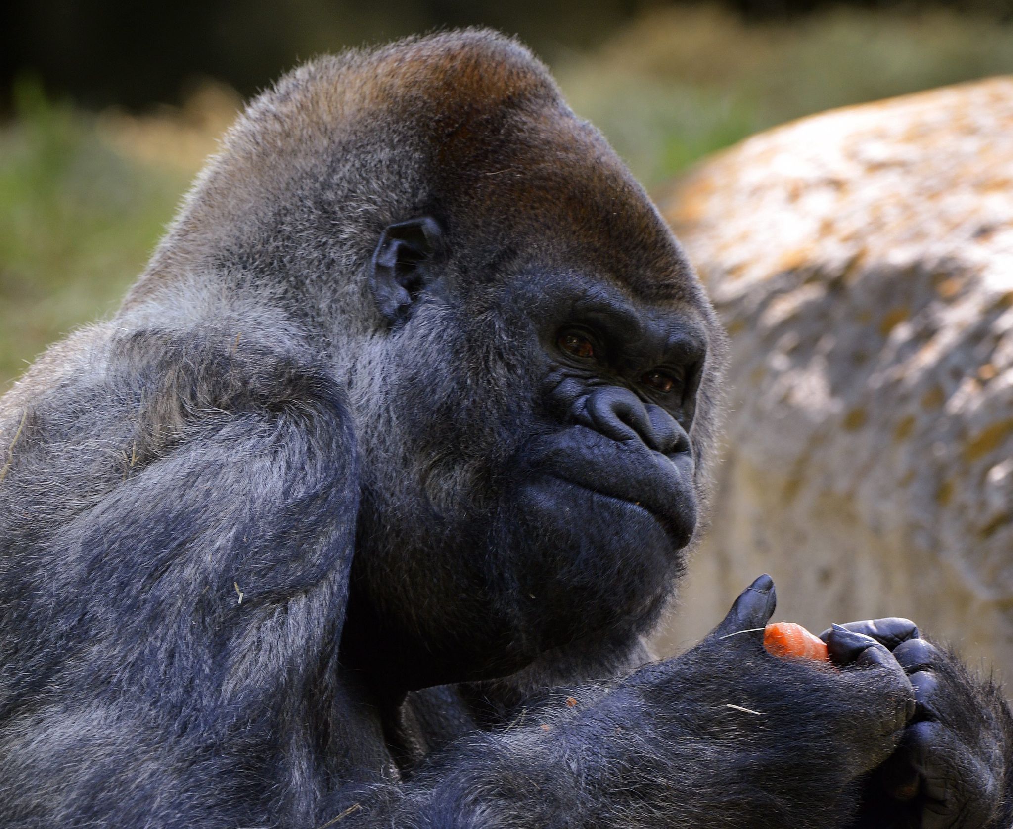 Gorilla Ozzie