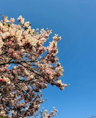 Foto des Tages: Magnolienblüte