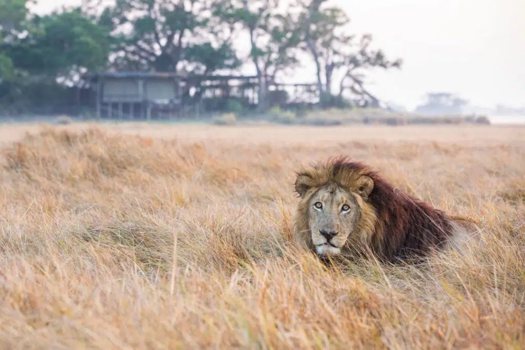 LION IN FRONT OF CAMP c Wilderness Safaris Will Burrard Lucas Janes Magazin
