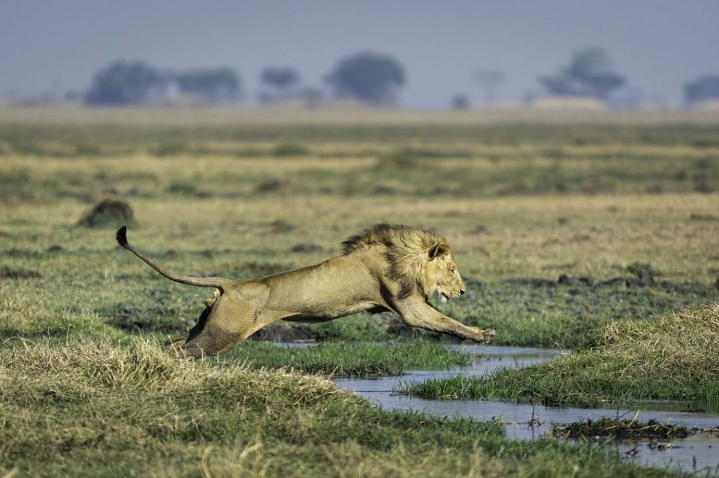 Wilderness Safaris und Panthera mit einzigartiger Reise durch Sambia - Gemeinsam für den Löwenschutz 1 LION LEAP c Wilderness safaris Dana Allen Janes Magazin
