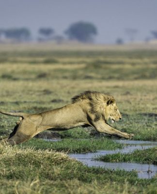 Wilderness Safaris und Panthera mit einzigartiger Reise durch Sambia – Gemeinsam für den Löwenschutz