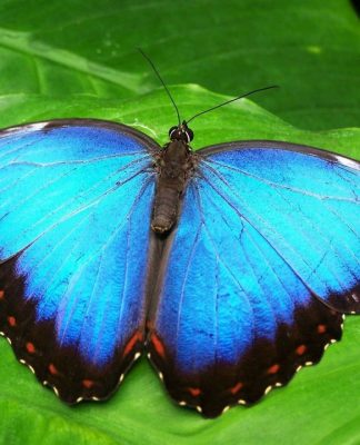 Krafttier Schmetterling: Tänzer zwischen den Welten