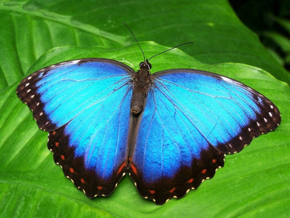 Krafttier Schmetterling: Tänzer zwischen den Welten Krafttier Schmetterling: Tänzer zwischen den Welten