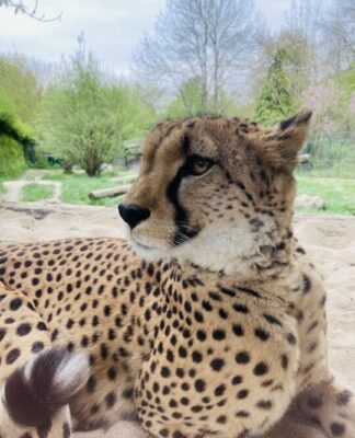 Foto des Tages: Geparden im Opelzoo, Taunus