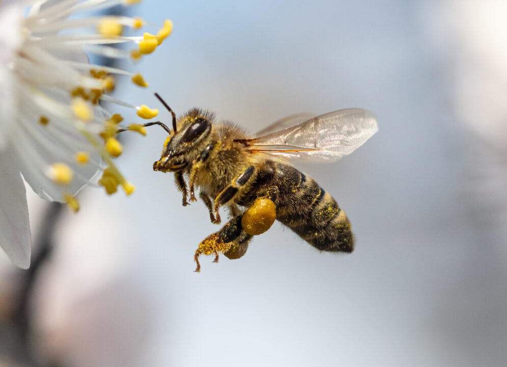 Im Kalender Schwarz-Gelb markieren Weltbienentag am 20. Mai 1 AdobeStock 321224659 Janes Magazin