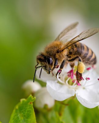 Im Kalender Schwarz-Gelb markieren Weltbienentag am 20. Mai