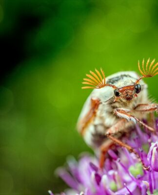 Tod nach SEX. Der Mai ist gekommen.