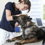 Übernahme einer Kleintierpraxis in Hemau, Landkreis Regensburg