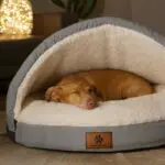 Artgerechter Hundeschlaf im modernen Wohndesign