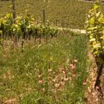 10 Jahre biodynamisches Weingut: Riffel würde es wieder tun