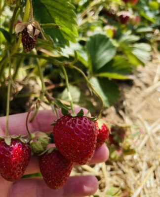 Foto des Tages: Erdbeeren zum Selberpflücken