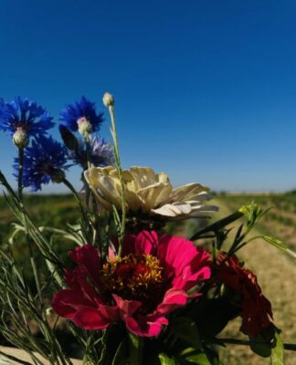 Foto des Tages: Blumen zum Selberpflücken