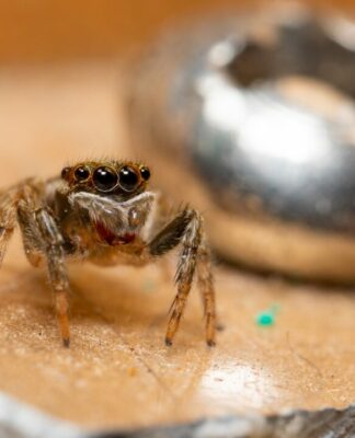SPINNEN-ALARM! Wie man die Angst vor Spinnen verliert.