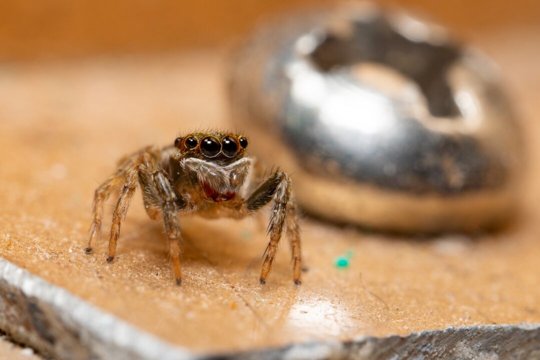 SPINNEN-ALARM! Wie man die Angst vor Spinnen verliert. Bild von Timo Volz auf Pixabay