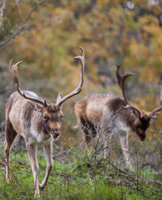 Brunftzeit in den Dünen: Zandvoort zeigt im Herbst seine wilde Seite