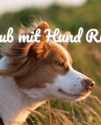 Traum Urlaub mit Hund auf Rügen