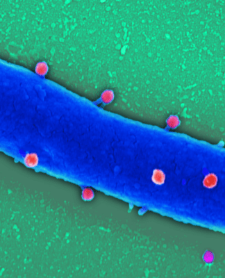 Zertifizierte Phagen-Forschung in Braunschweig