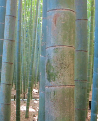 Was ist Resilienz: Trend oder Lebenseinstellung?