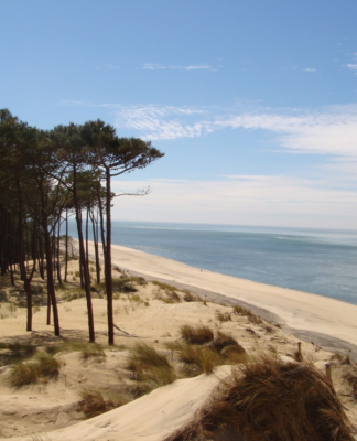 Meereskiefernextrakt wirkt bei Restless-Legs-Syndrom