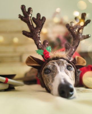 Gesund durch die Festtage