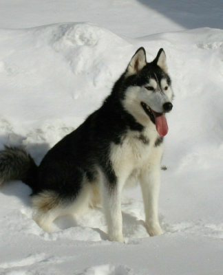 Skifahren mit Hunden