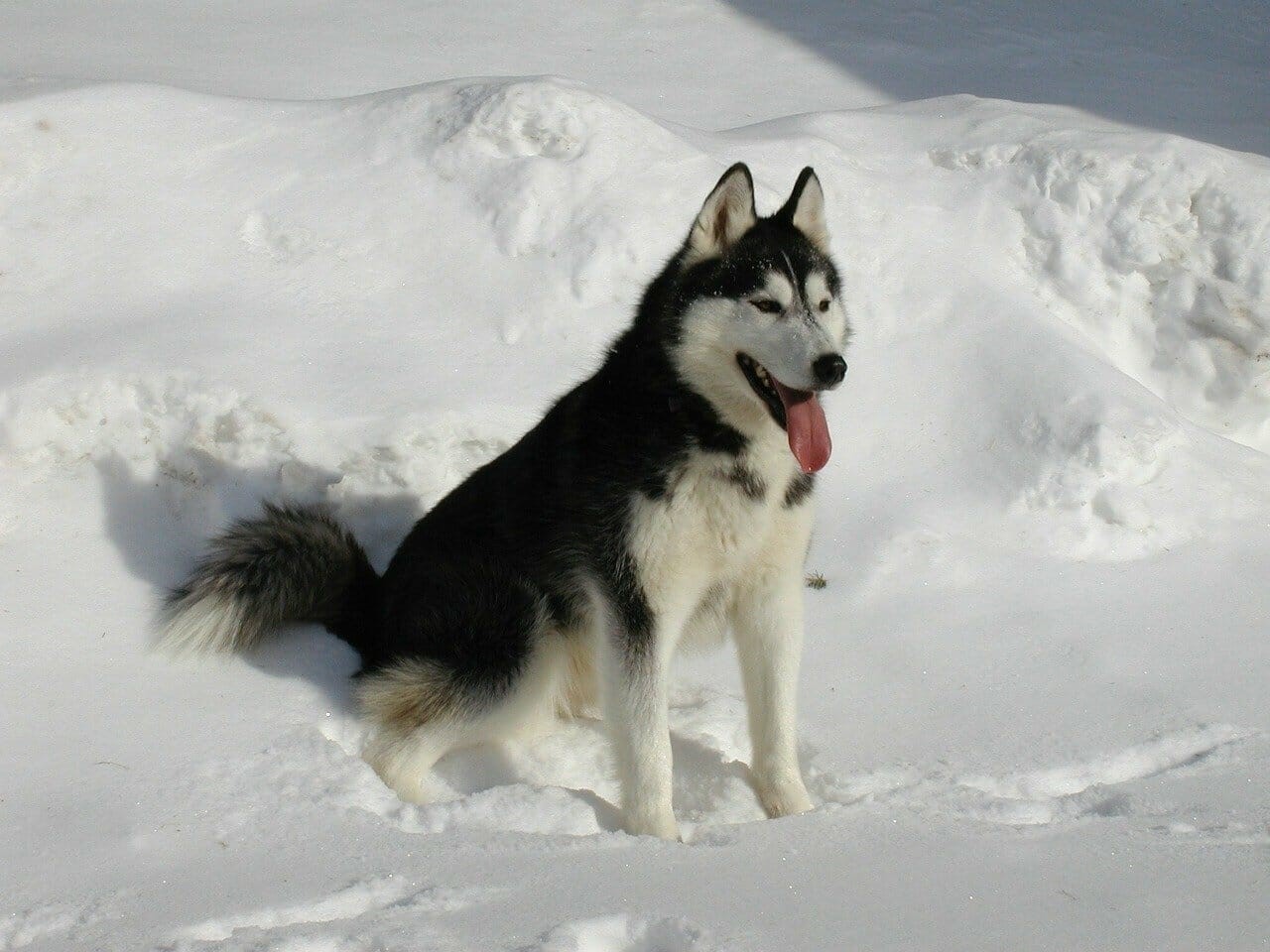 Skifahren mit Hunden Skifahren mit Hunden