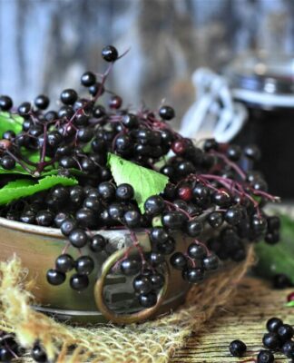 Holunder – natürlich gegen Schnupfen und Husten