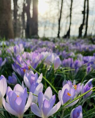 Foto des Tages: zauberhaftes Krokusmeer am Erlenbach im Taunus