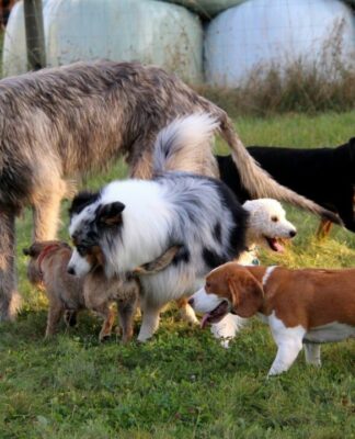 Erst der Kurs und dann der Hund