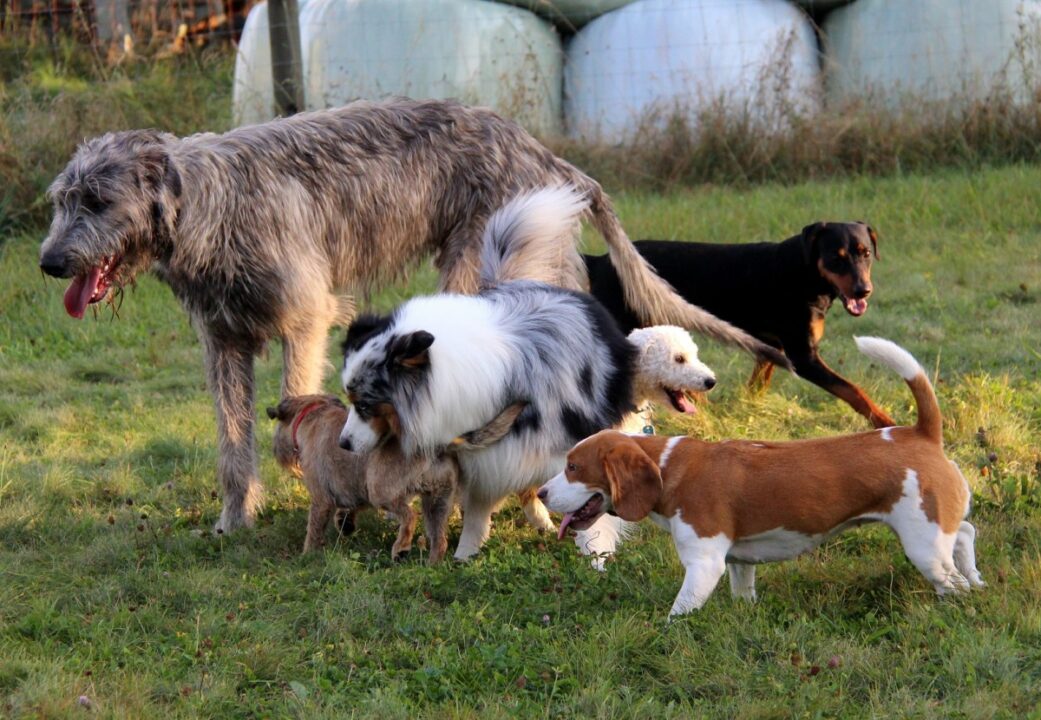 Erst der Kurs und dann der Hund Erst der Kurs und dann der Hund