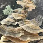 Schon Ötzi hatte sie in der Reiseapotheke – bekämpfen Sie Erkältungen mit der bewährten Kraft der Vitalpilze