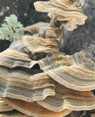 Schon Ötzi hatte sie in der Reiseapotheke – bekämpfen Sie Erkältungen mit der bewährten Kraft der Vitalpilze