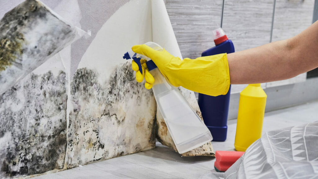 Schimmel bekämpfen im Haus Foto: Adobe Stock