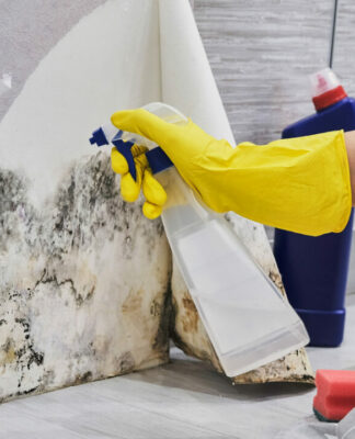 Schimmel Samurai klärt auf: Warum Schimmel zu einem großen Problem geworden ist