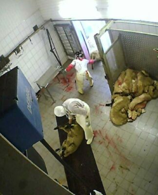 Nach Aufdeckung von Tierquälerei: Staatsanwaltschaft Köln ermittelt gegen Schlachthof in Hürth