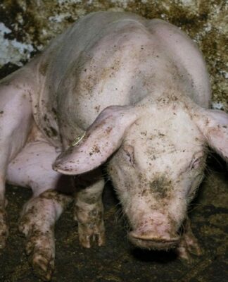 Nach Vorwürfen wegen Tierquälerei: Westfleisch-Zulieferer aus Beckum-Neubeckum muss Geldauflage zahlen