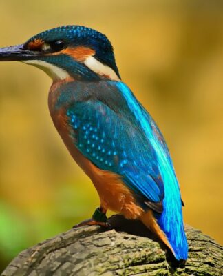 Grados Lagune zum Welttag der Feuchtgebiete