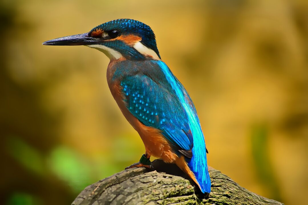 Grados Lagune zum Welttag der Feuchtgebiete Wasservogel Bild von Timo Schlüter auf Pixabay