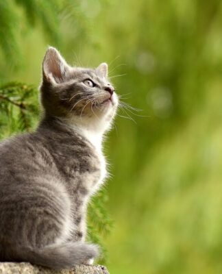 Bio-Gate: Neue Tierpflegeprodukte entwickelt