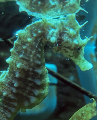 Besonderer Texel-Gast: Erstes Seepferdchen im Winterquartier bei Ecomare