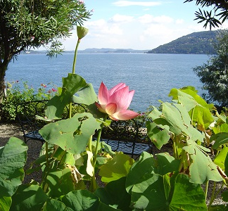 Blühender Kamelien-Katalog am Lago Maggiore