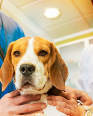 Die beste Hundekrankenversicherung