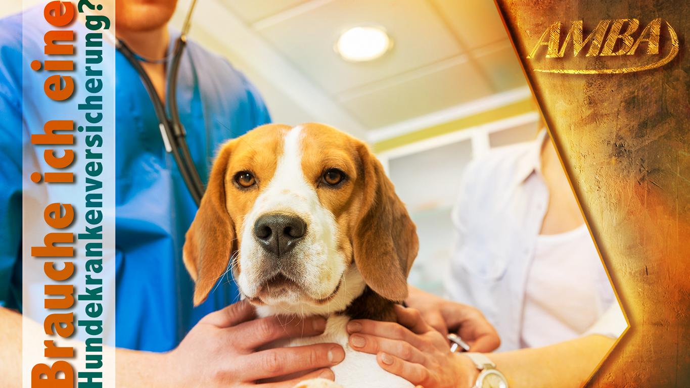 Die beste Hundekrankenversicherung Die beste Hundekrankenversicherung
