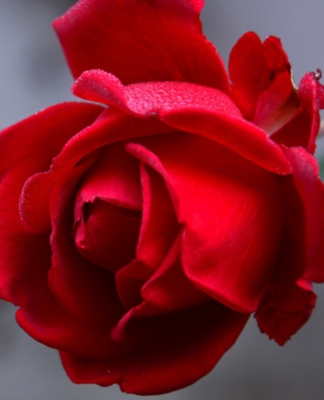 Valentinstag – Eine Erfindung der Blumenverkäufer?