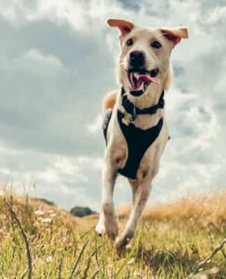 Ein Hund aus Bali findet sein Zuhause in Deutschland