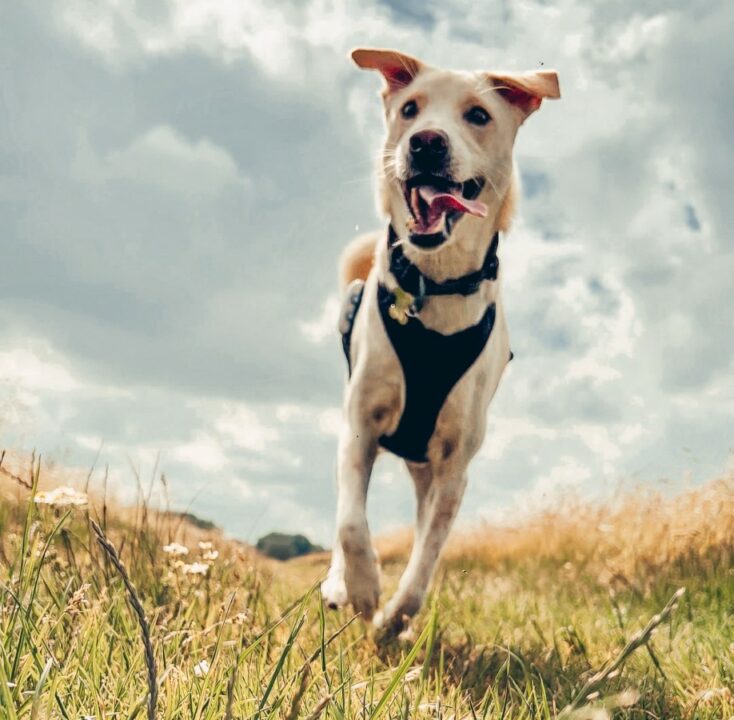 Ein Hund aus Bali findet sein Zuhause in Deutschland Ein Hund aus Bali findet sein Zuhause in Deutschland